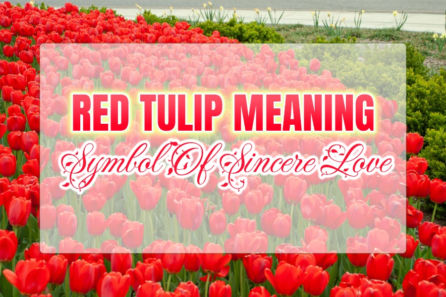 Red tulip meaning: Symbol of sincere love