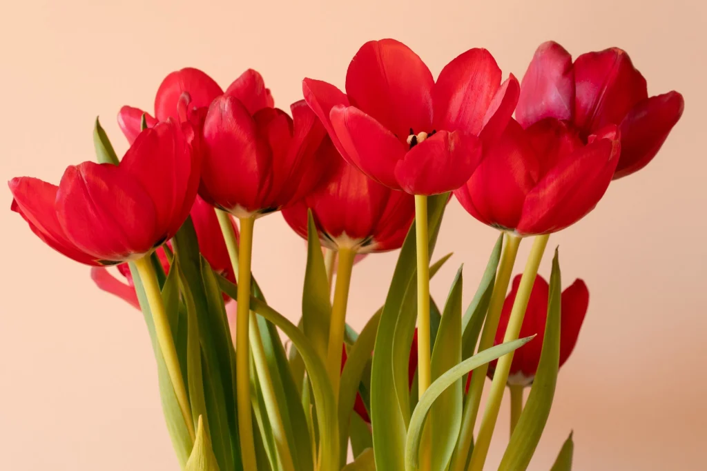 Red color tulip represent passionate love