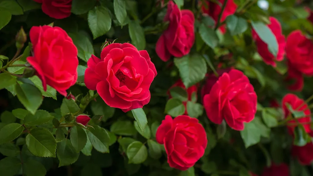 Red roses symbolize deep and passionate love