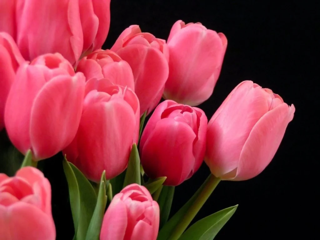 Rosy tulips represent the femininity of girls