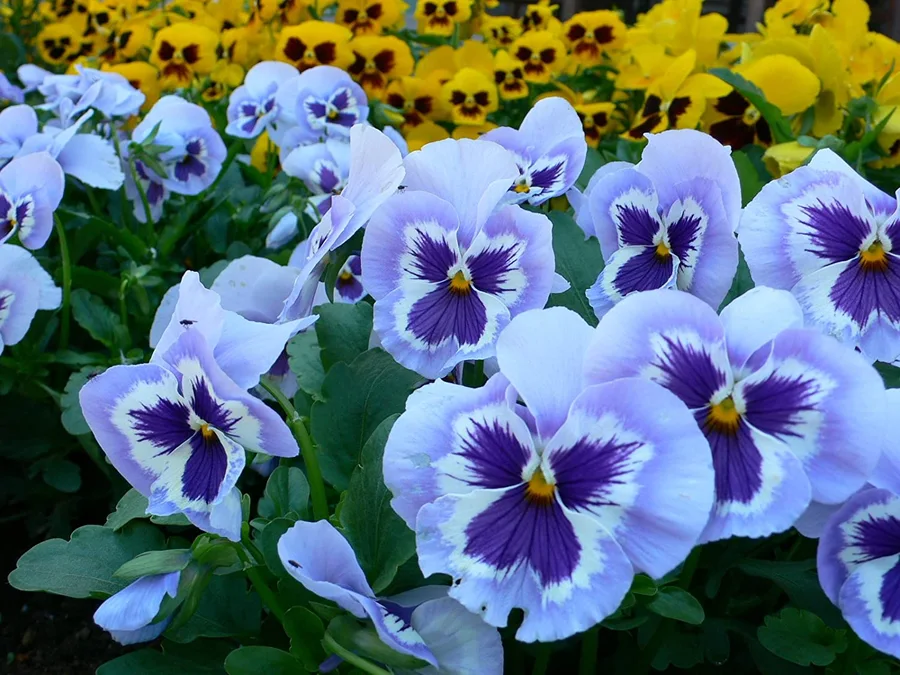 Some facts about Pansy flower will shock people. 