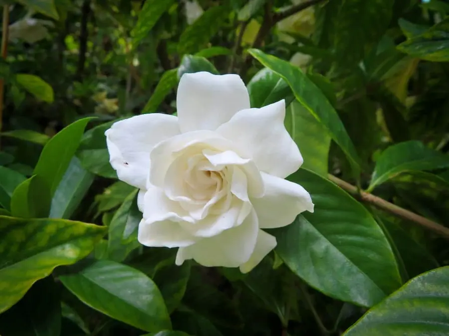 Strong fragrance and showy flowers are the iconic characteristics of gardenia