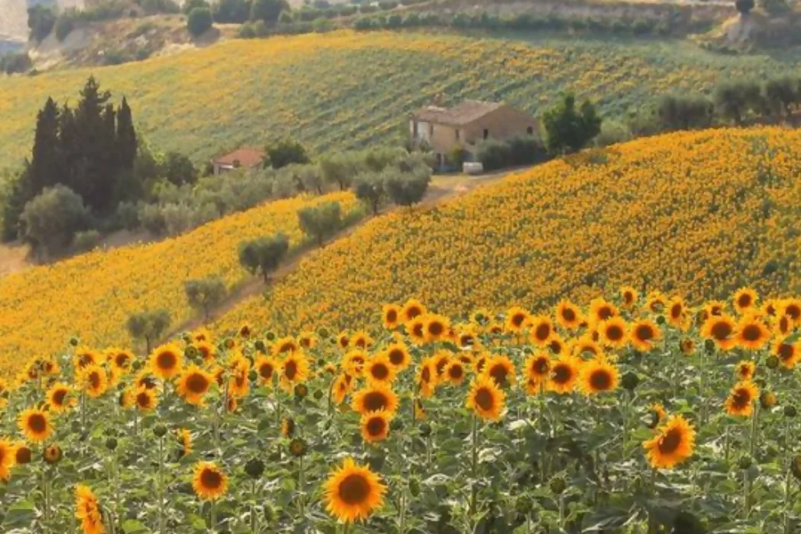 Sunflower represents friendship