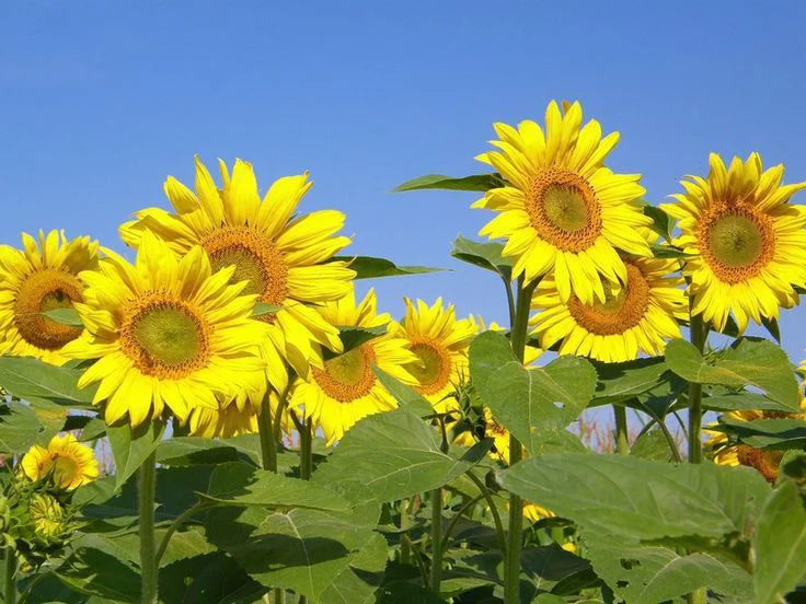 Sunflower symbolize loyalty and sincerity
