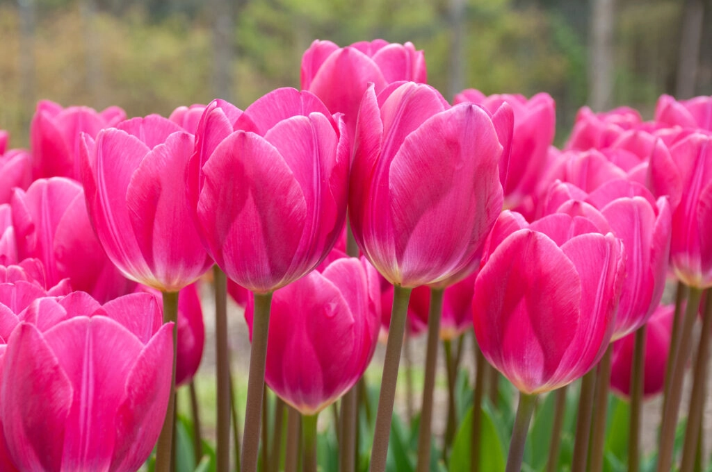 Sweet and dreamy colors of rosy tulips