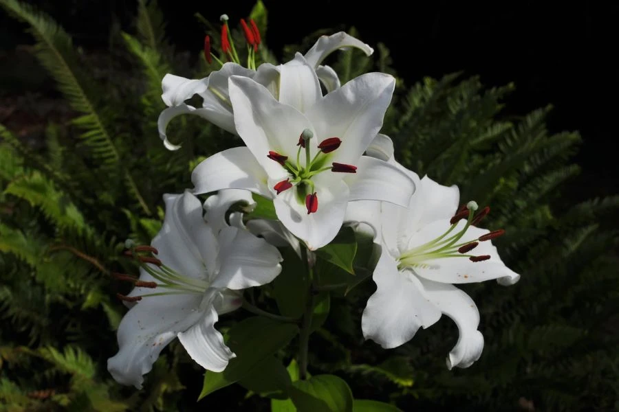 The Casa Blanca Lily is one of the nocturnal flowers