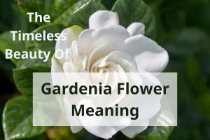 The Timeless Beauty Of Gardenia Flower Meaning