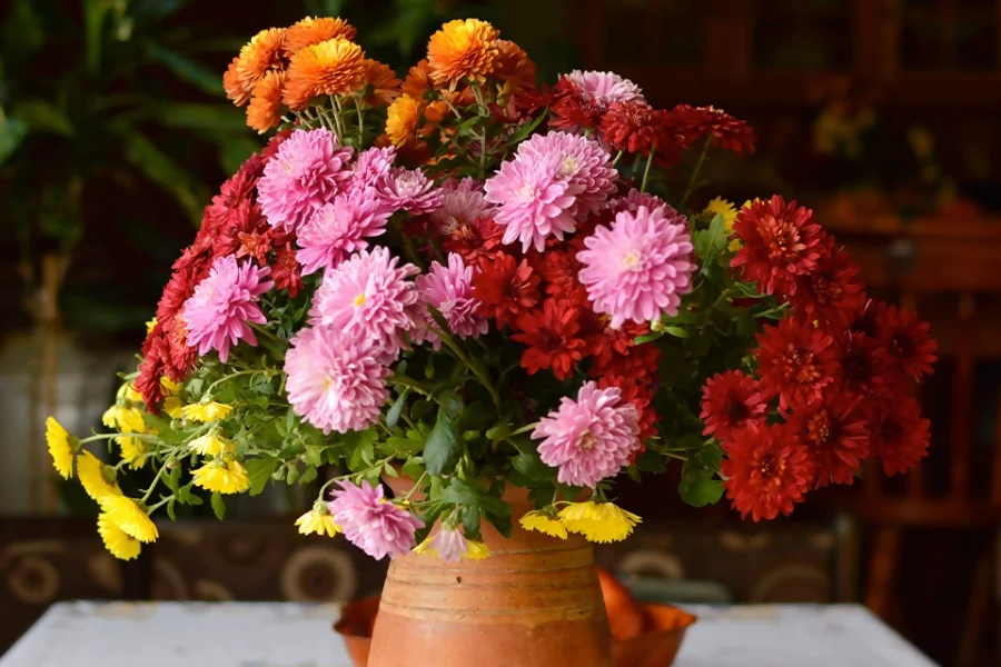 The Ways To Incorporate The Chrysanthemum Into Life For Virgo’s People