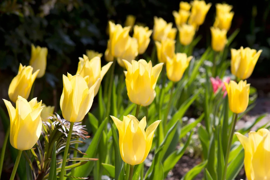 The beauty of tulip in yellow brings warmth