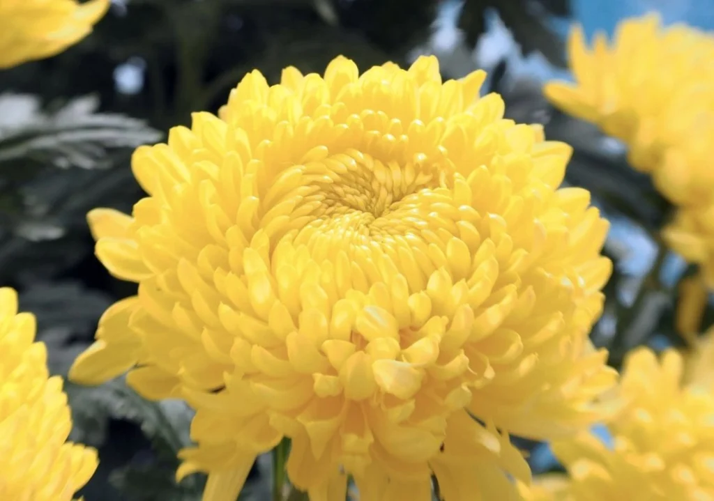 The feng shui meaning of yellow chrysanthemum is to wish for good luck