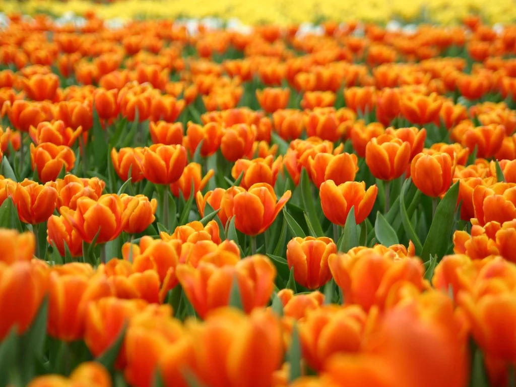 The fields of orange tulips are enchanting