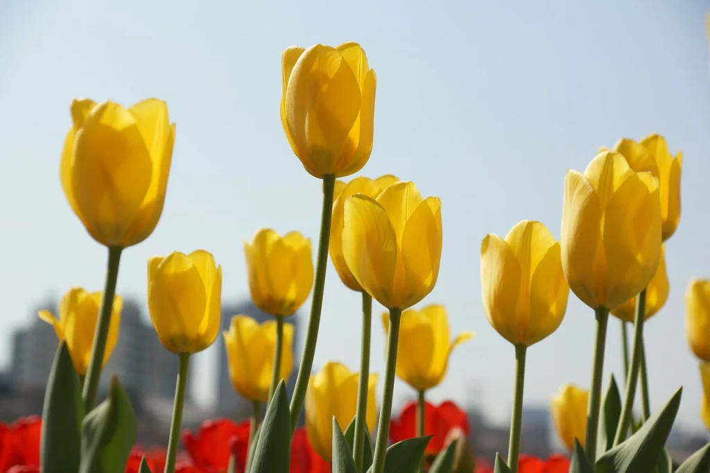 The meaning of yellow tulips is joy