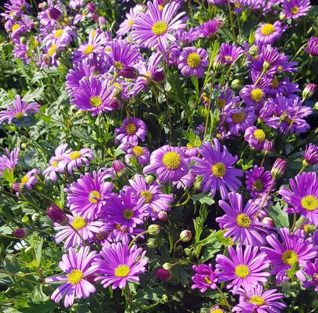 The most popular purple aster