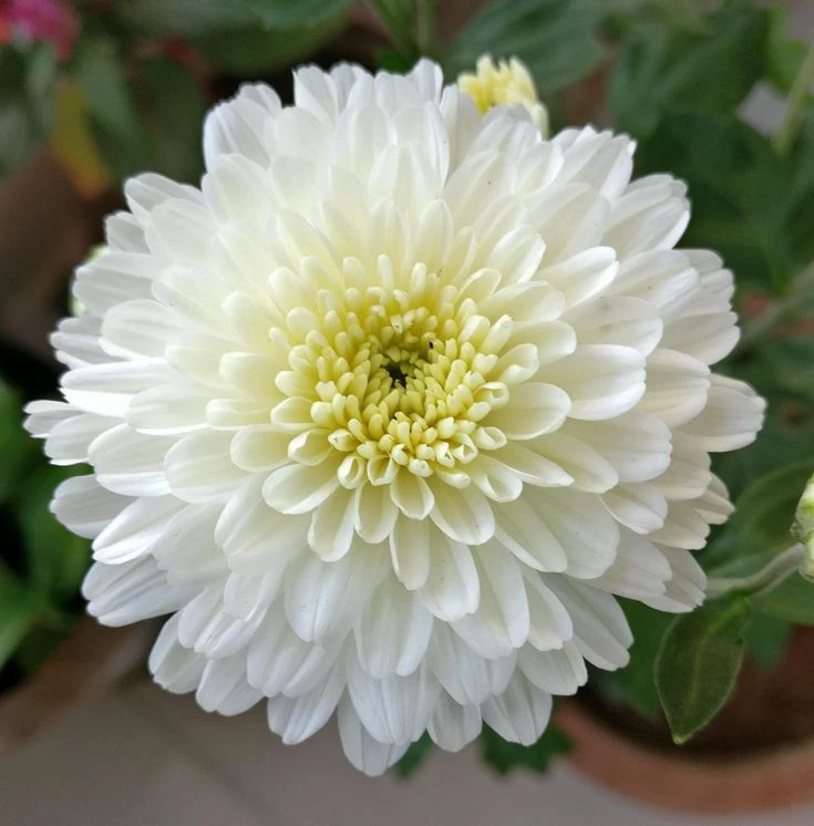 The pristine beauty of white chrysanthemums