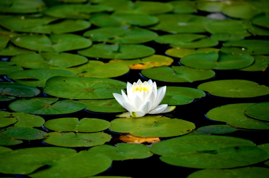 The pure beauty of water lily