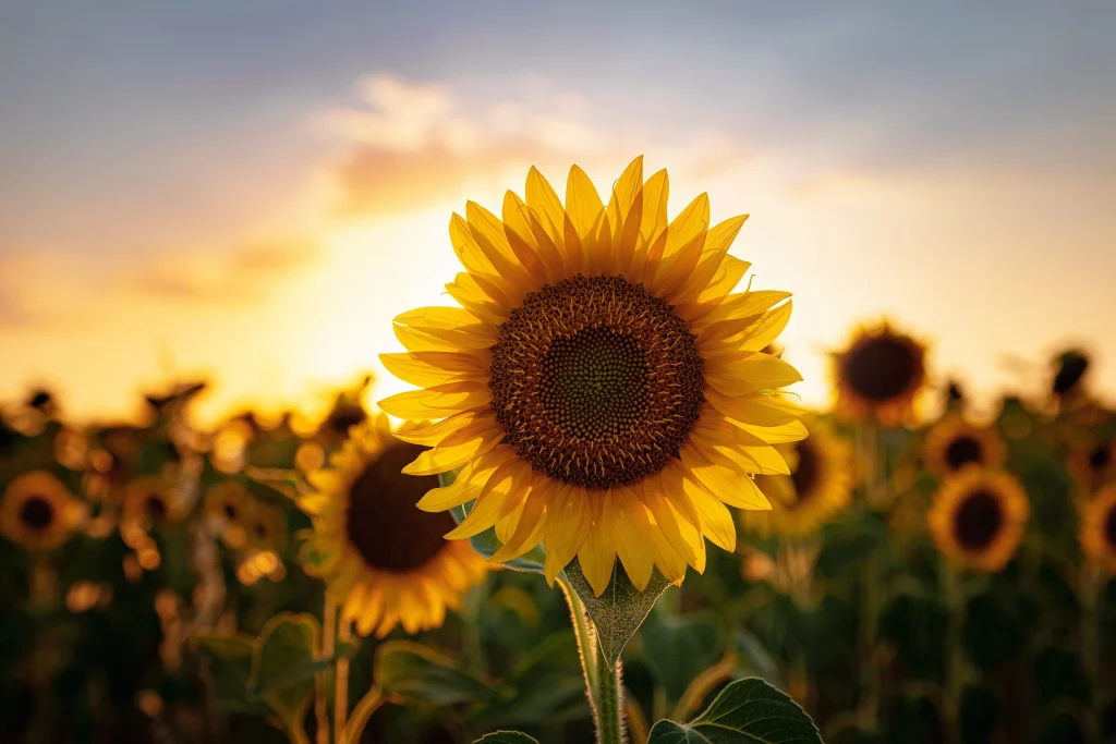 The sunflowers are as bright as little suns