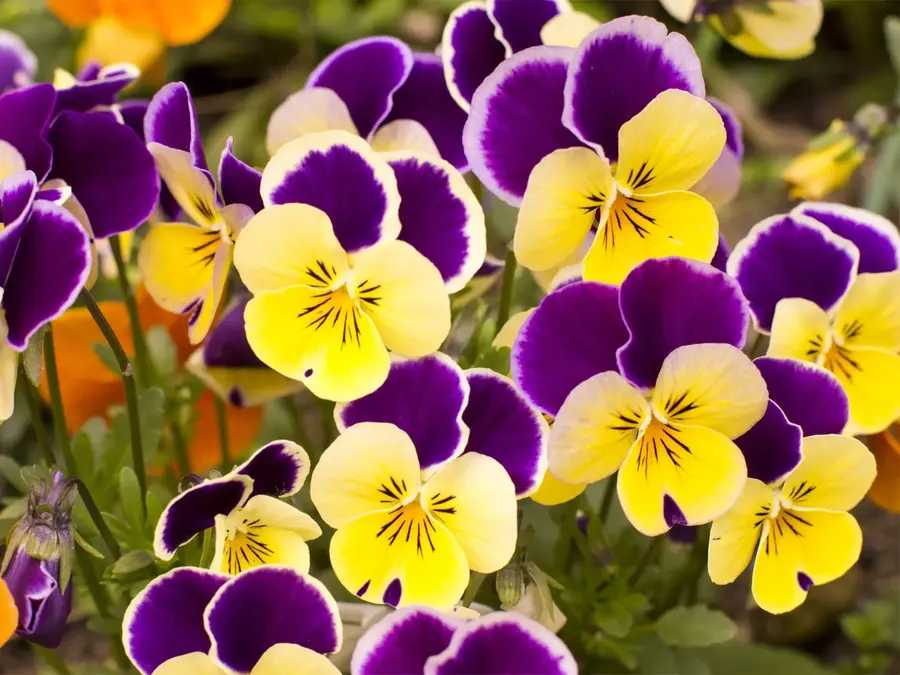 Thoughtfulness, remembrance, memory, and cheerfulness are some of the meanings of the Pansy flower.