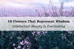 10 Flowers That Represent Wisdom