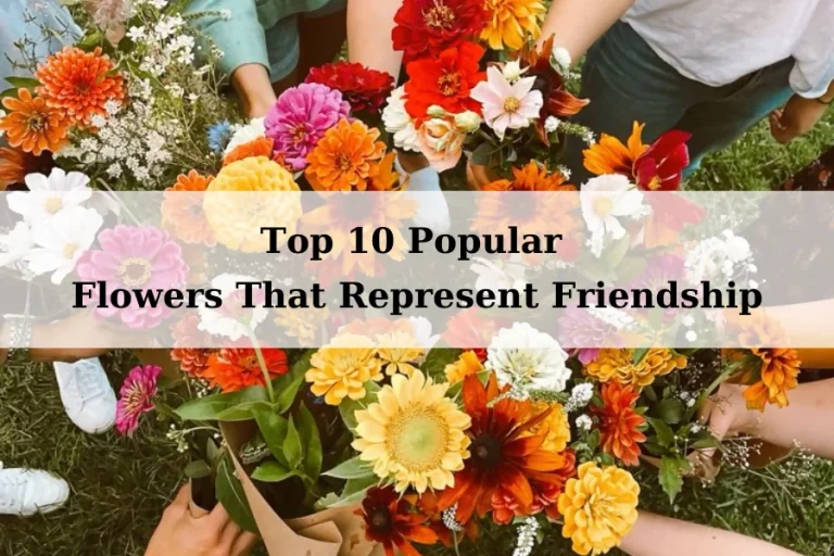 Top 10 Popular Flowers That Represent Friendship