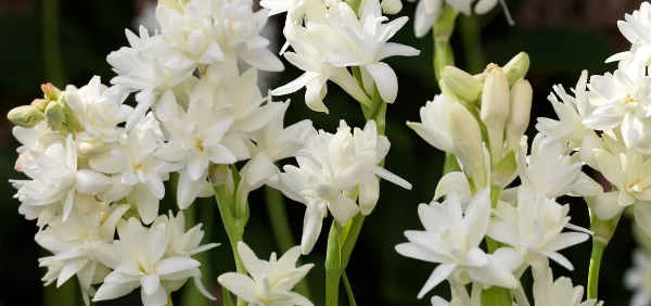 Tuberose