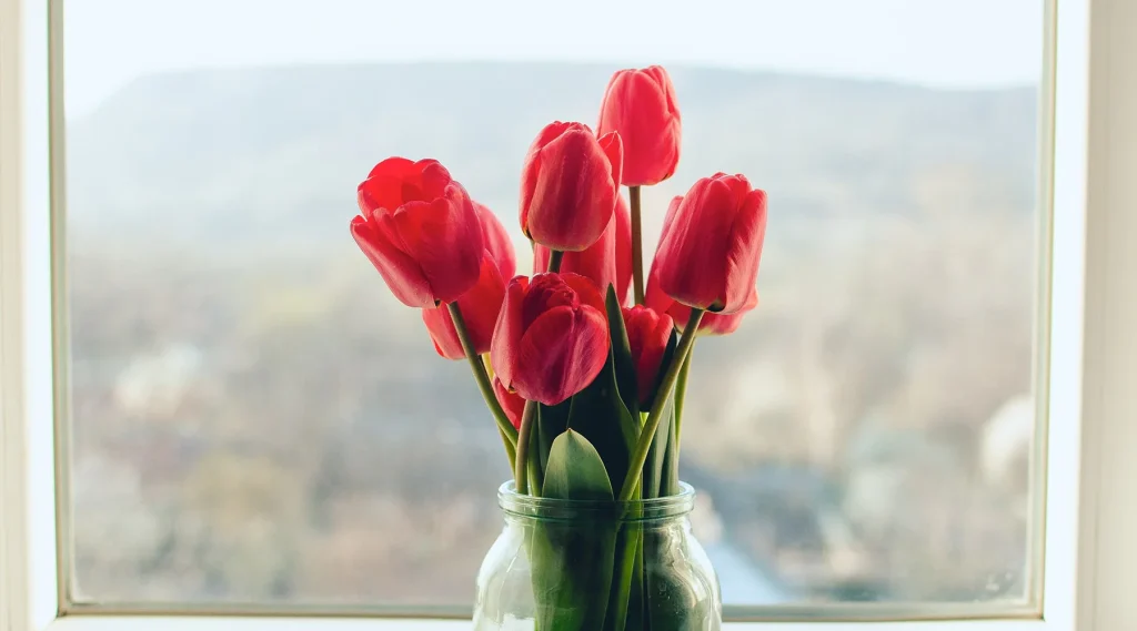 Tulip is widely used in room decoration