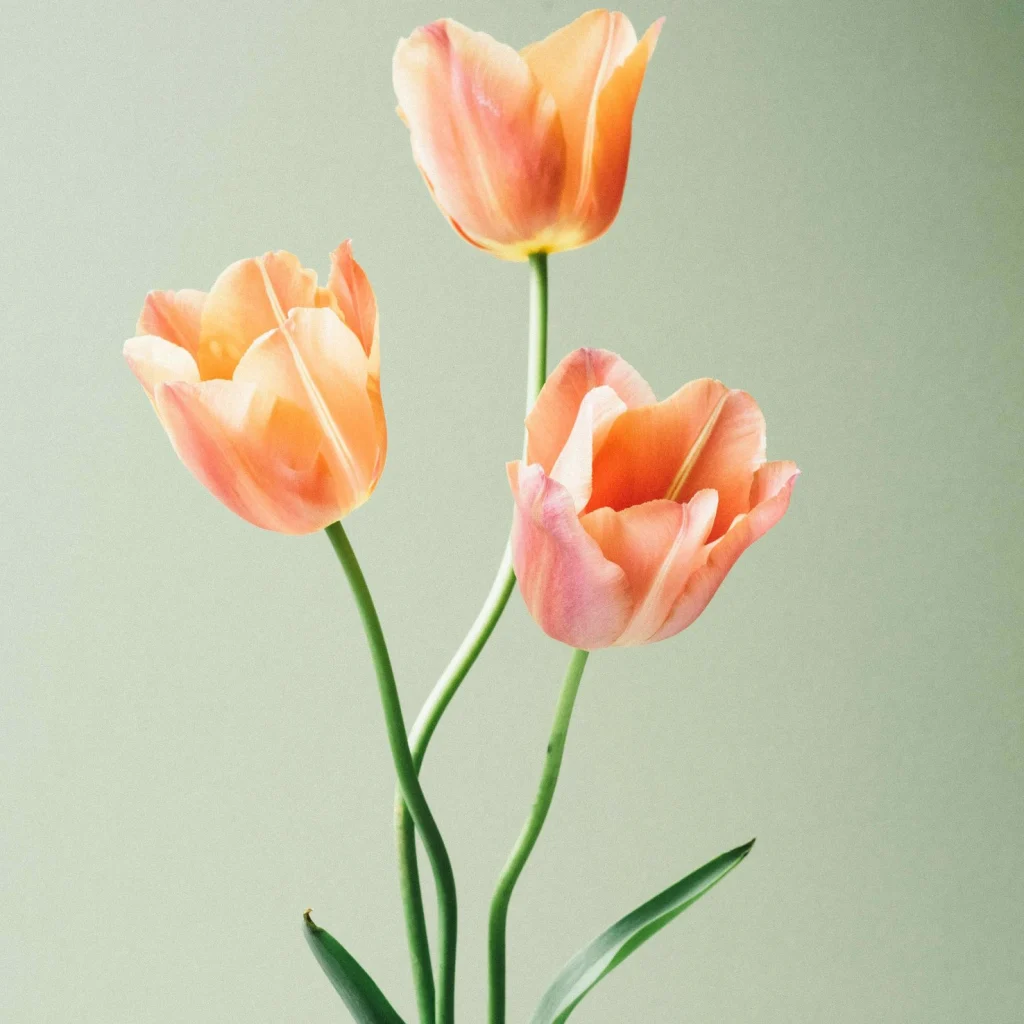 Tulips in orange are as beautiful as a hot and lovely woman