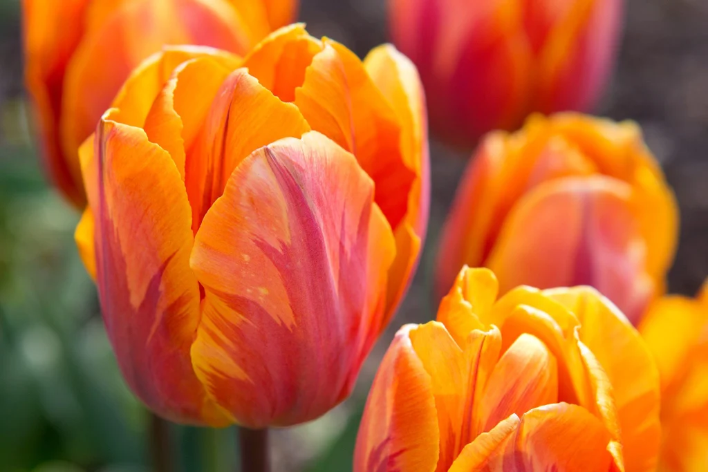 Warm and enchanting tulips in orange