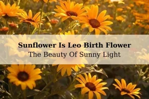 Sunflower Is Leo Birth Flower - The Beauty Of Sunny Light