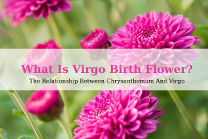 What Is Virgo Birth Flower? - The Relationship Between Chrysanthemum And Virgo