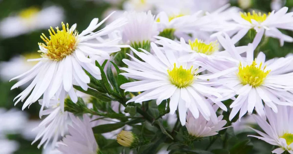 White aster flowers have a fragile beauty