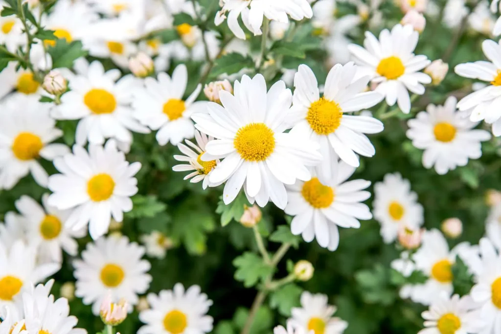 White daisies are perfect for expressing the regret