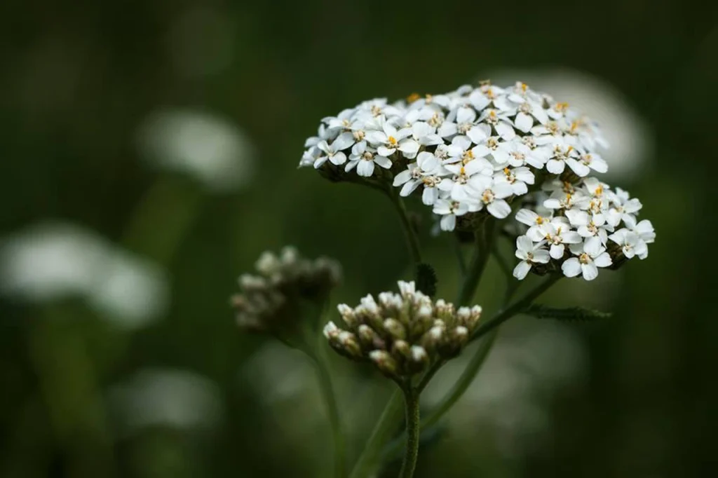 Yarrow has a rich symbolism and incredible healing properties