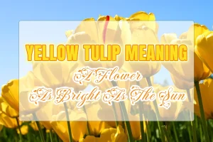 Yellow tulip meaning: A flower as bright as the sun