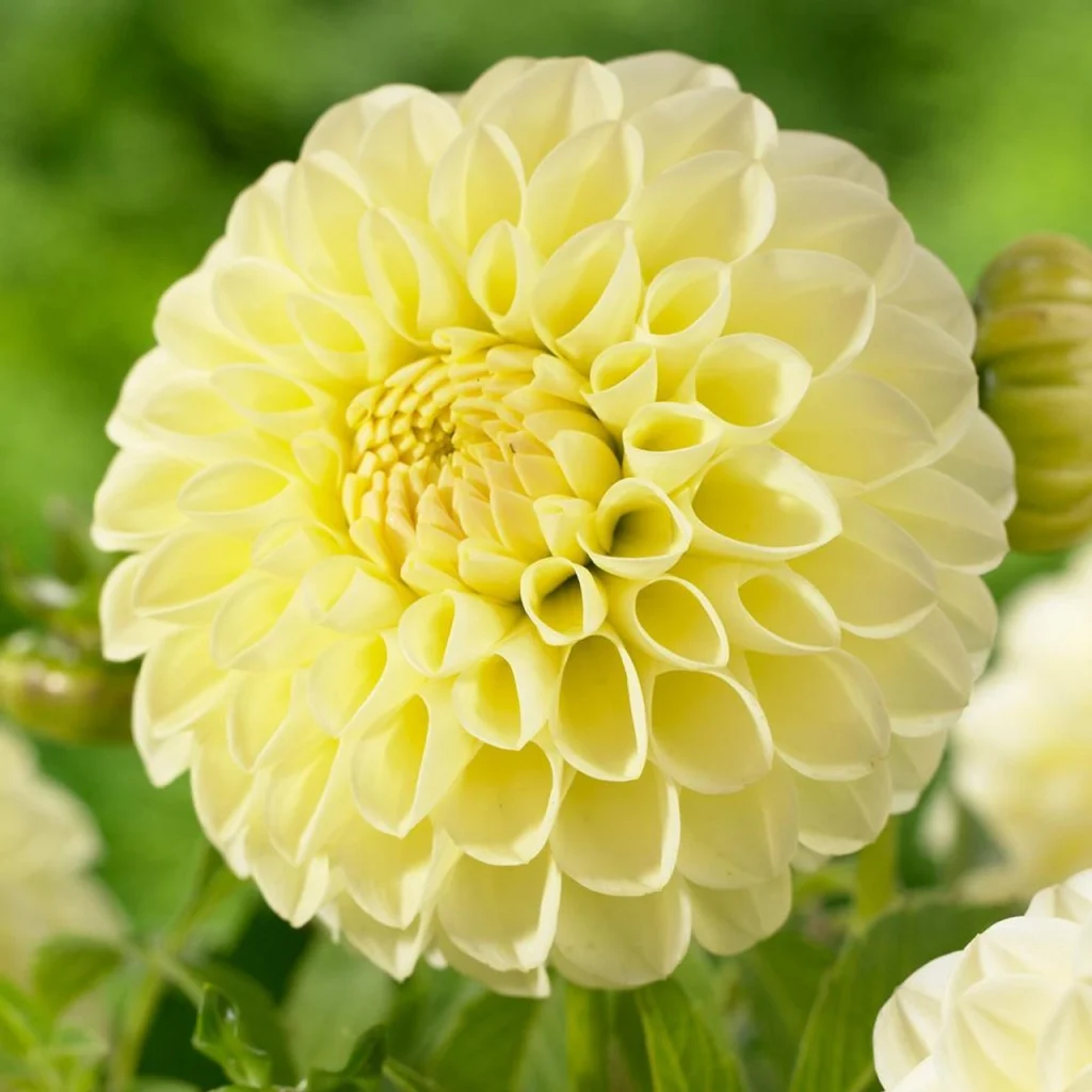 Yellow dahlias are a symbol of inner strength