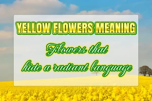 Yellow flowers meaning: Flowers that hide a radiant language