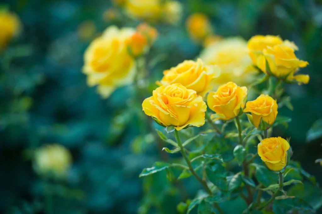 Yellow roses are famous for their beauty and deep meanings