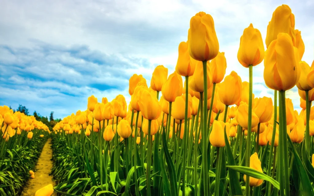 Yellow tulip fields associated with the Netherlands