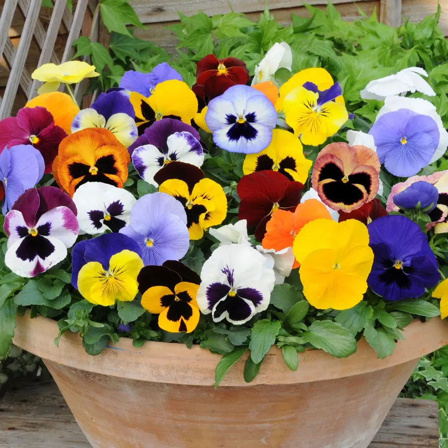 You can choose from various ways of gifting Pansy flower that FloralMean suggest below.