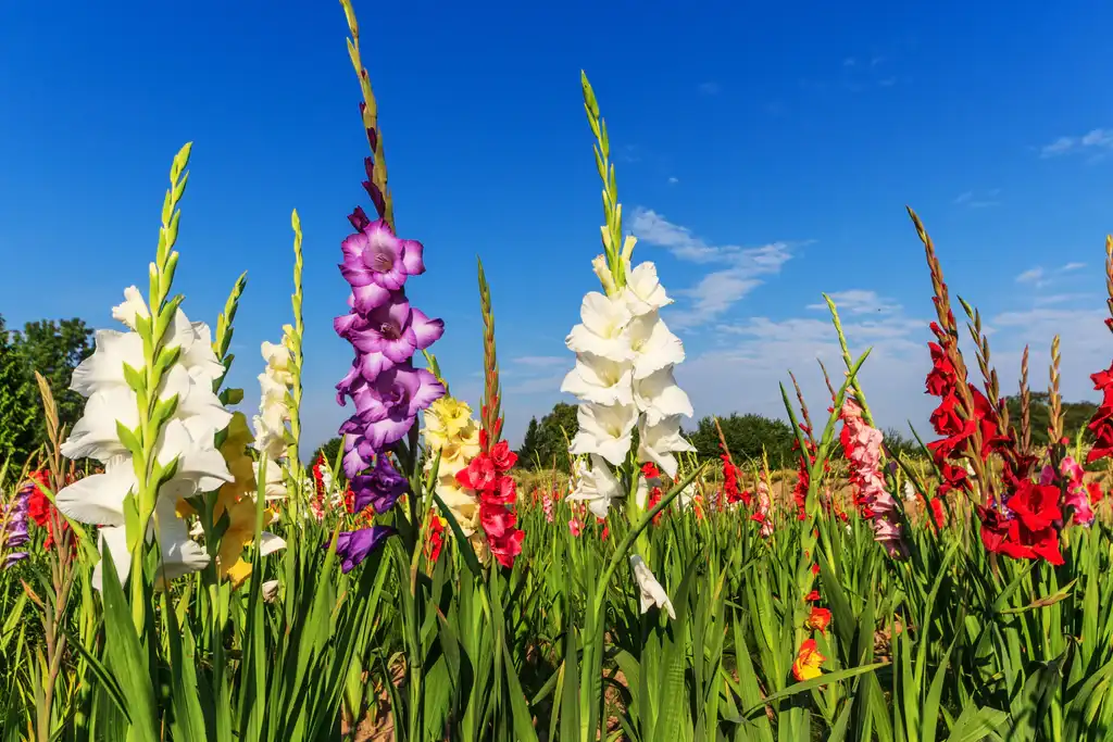 Gladiolus has many beautiful and deep meanings