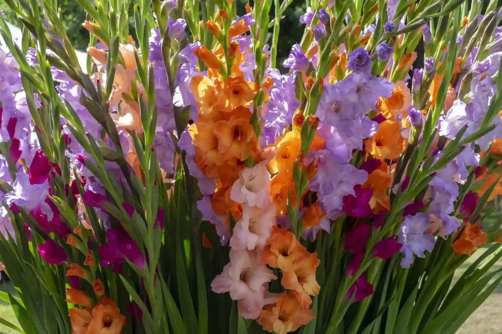 In China, gladiolus represents the fighting spirit & struggle for success