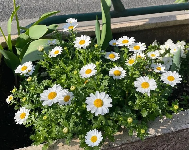 Daisies represent loyal love and friendship