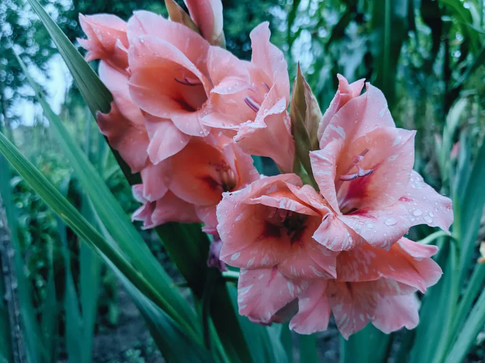 Pink gladiolus flowers represent compassion, respect, & motherly love