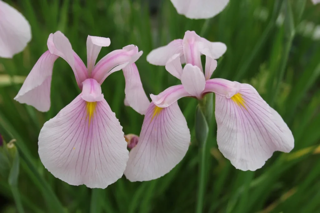 Pink Iris flowers represent affection and gentleness