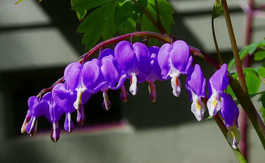 Bleeding heart flower is often linked to the depth of feeling