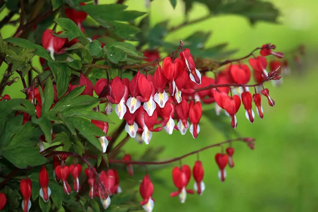 Bleeding heart flower is an inspiration for art and literature