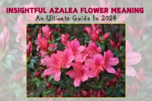 Insightful Azalea Flower Meaning - An Ultimate Guide In 2024