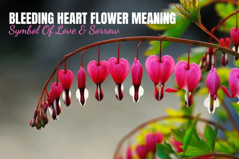 Bleeding Heart Flower Meaning: Symbol Of Love & Sorrow