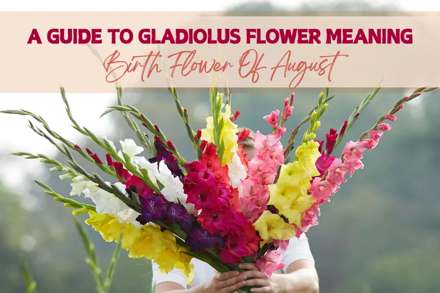 A Guide To Gladiolus Flower Meaning - Birth Flower of August