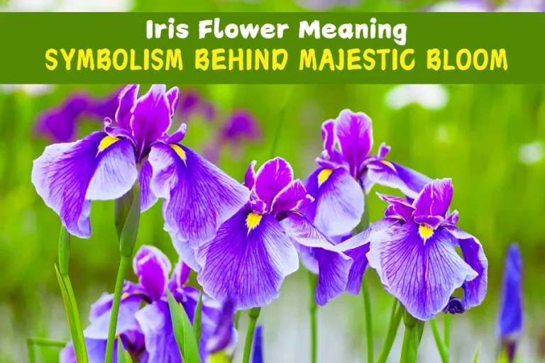 Iris Flower Meaning - Symbolism Behind Majestic Bloom