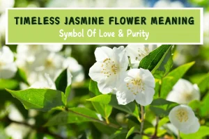 Timeless Jasmine Flower Meaning: Symbol Of Love & Purity